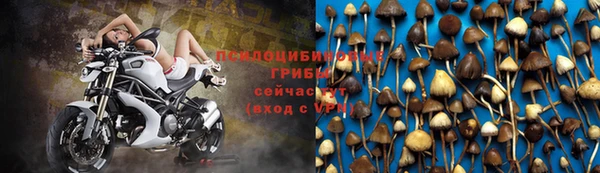 шишки Аркадак